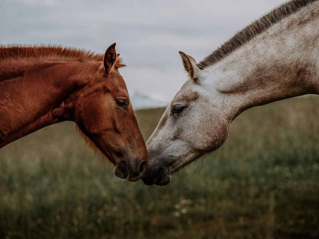 نرم افزار Happie Horse دستیار صاحبان اسب‌ها